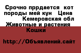 Срочно пррдается  кот породы мей-кун › Цена ­ 5 000 - Кемеровская обл. Животные и растения » Кошки   